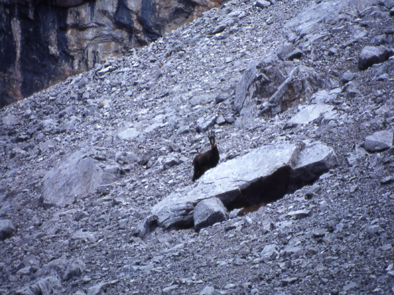 Rupicapra rupicapra.....dal Trentino Alto Adige